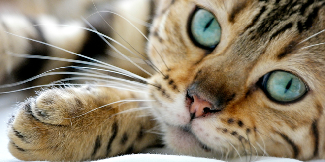 The spiritual meaning of cats