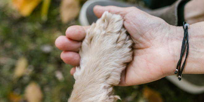 Discover your spirit animal & what it means