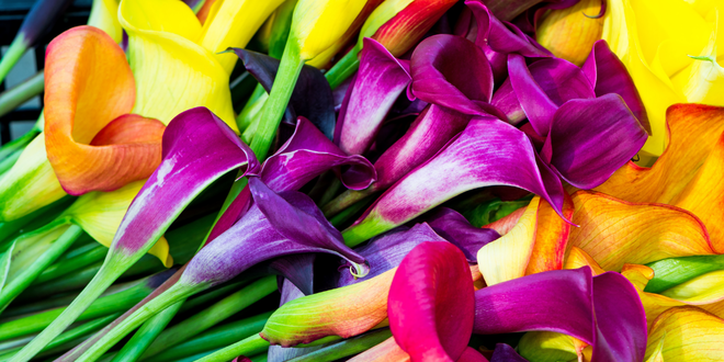 Angelic Messages in Flowers
