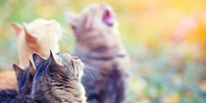 The Spiritual Meaning Behind Your Cat's Fur Color
