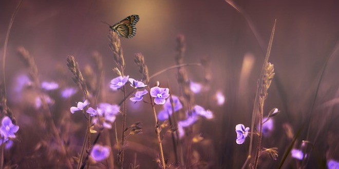 12 flores y sus significados