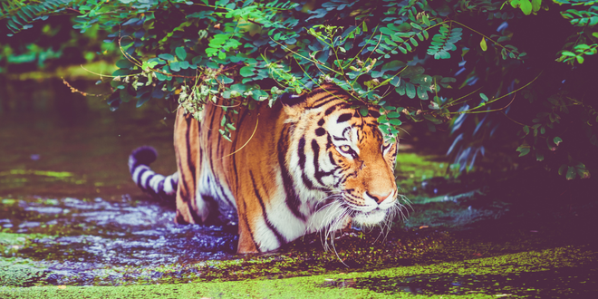 The Secrets of Chinese Astrology | Zodiac Psychics Blog