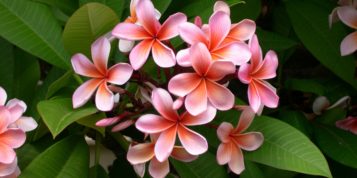 Pink frangipani flowers