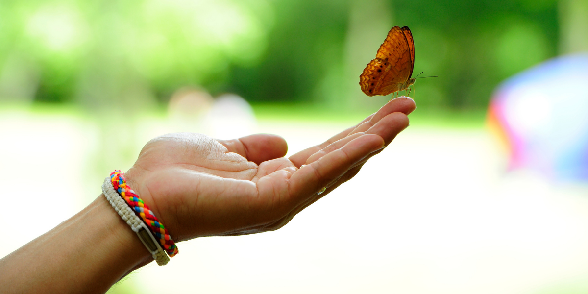 A butterfly lands on a hand.
