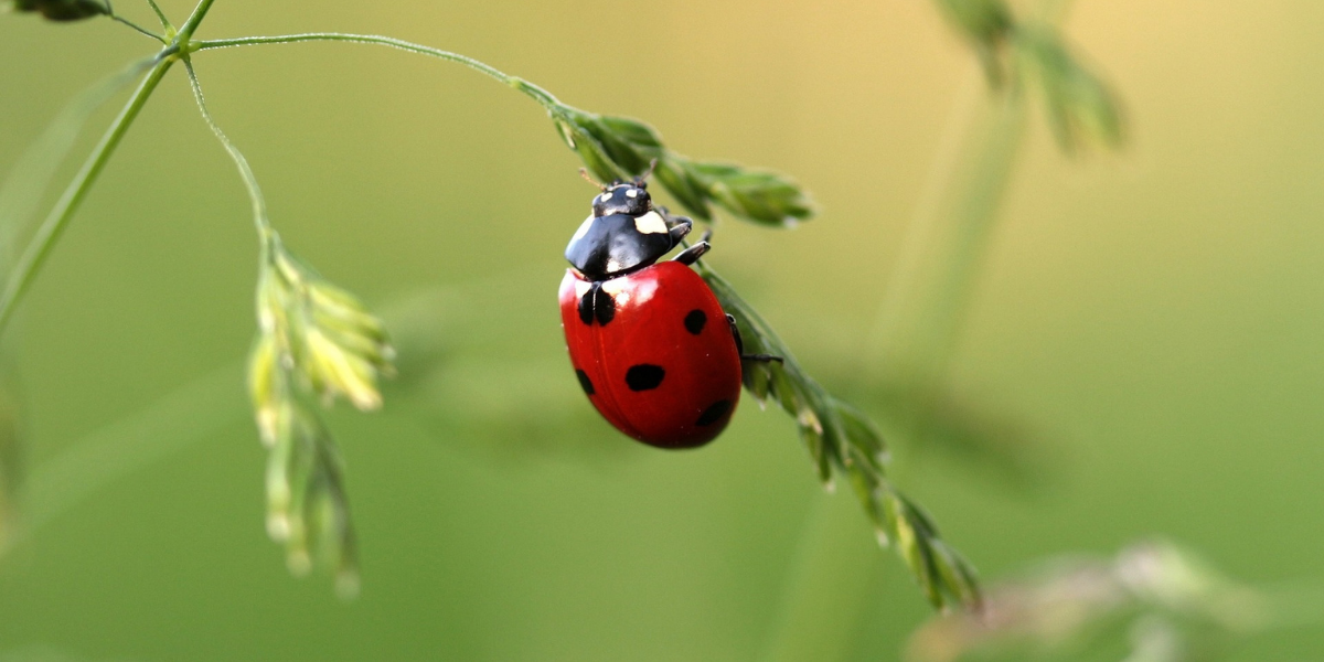A ladybug on a leaf
