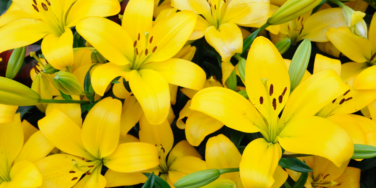 A bunch of yellow lilies